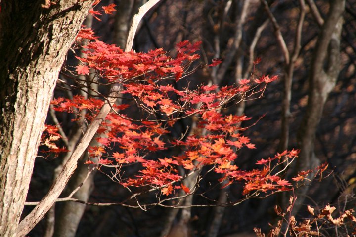 貝月山の紅葉_a0060882_20312621.jpg