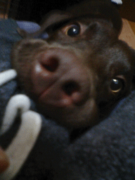 a0066192_9331738.gif