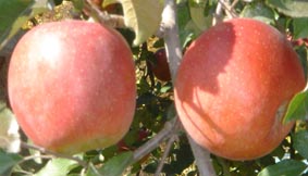 c0047814_1102225.jpg