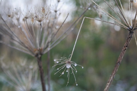 線香花火_c0048117_1012375.jpg