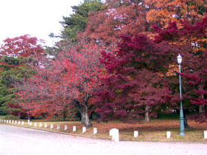 c0009224_9382269.jpg