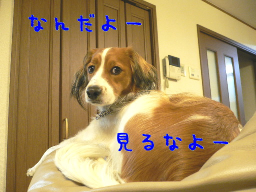 d0013149_05438.jpg