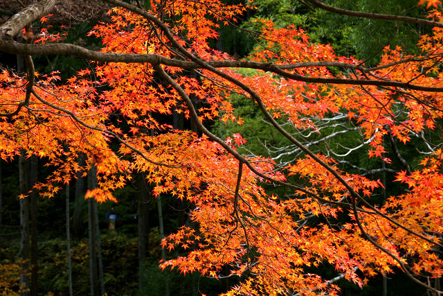 袋田の滝（１１月１９日）_c0057265_10294861.jpg