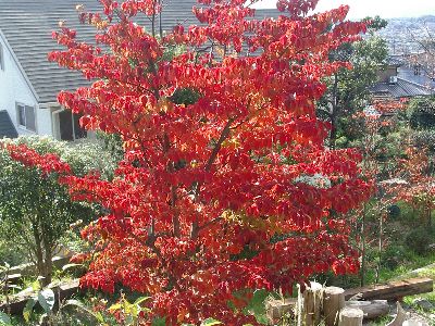 ヤマボウシの紅葉 みのむし日記