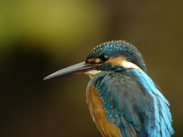 アオジ・カワセミ_a0052080_21494314.jpg