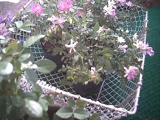 e0045792_10564027.jpg