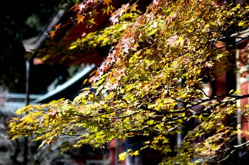 紅葉の談山神社_b0067004_9592630.jpg