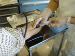 b0043506_1854895.gif
