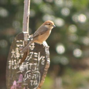 見つけて、見つけて『冬の鳥』_b0049307_1813465.jpg