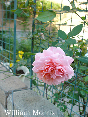 e0001735_17312216.jpg