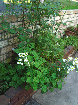 e0001735_17313556.jpg