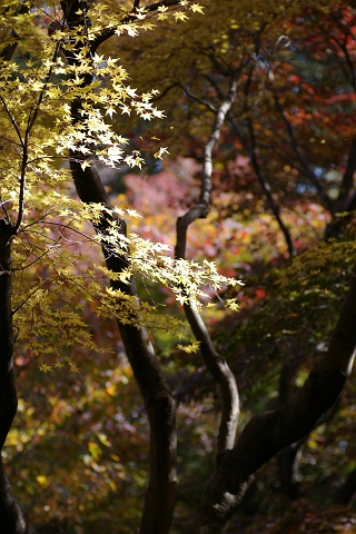 東京都下・秋・紅葉模様_a0009142_2511686.jpg