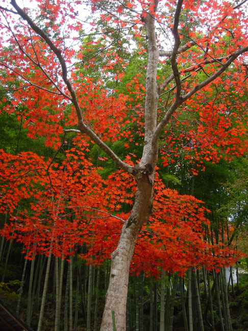 a0004180_2184236.jpg
