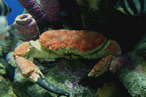 オーストラリアオオガニ : 水族館ふりーく