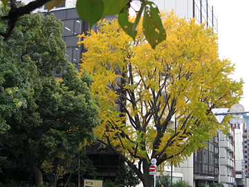 e0089826_1727125.jpg