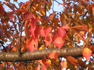b0001154_16361636.jpg