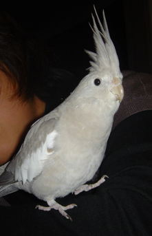 知性派インコガール_c0032056_1238563.jpg
