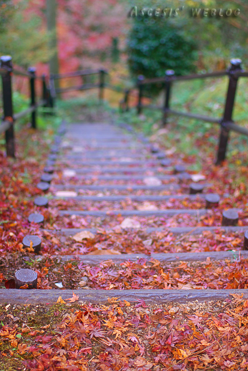 油山の紅葉_c0017665_20492750.jpg