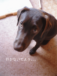 a0066192_2053840.gif