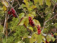 e0013408_1151392.jpg