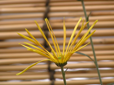 相楽園の菊　つづき_a0037019_45639100.jpg