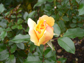 c0069048_6573988.jpg