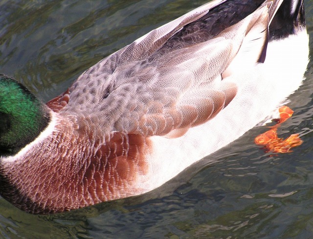 冒険失敗、ガチョウの池から金色のススキへ_a0018655_23241233.jpg