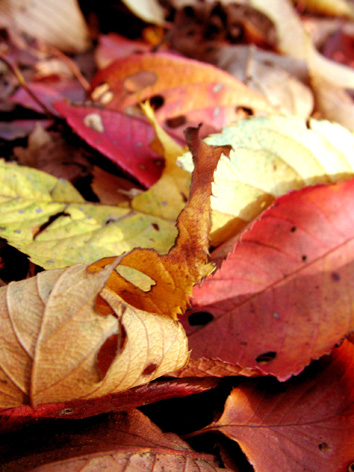 leaves_f0003460_161284.jpg