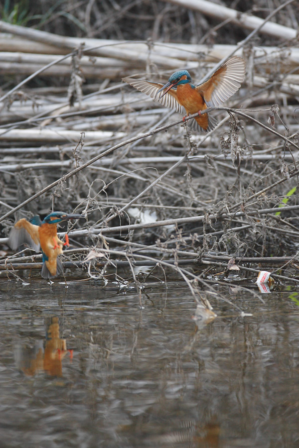 Kingfishers   カワセミ_c0034905_21455372.jpg