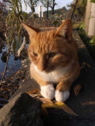 上野不忍池公園の猫 Part5_c0071611_189036.jpg