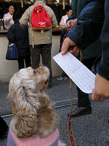 練馬最大のイベント_b0067012_2317292.jpg