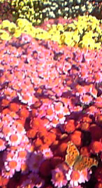 c0036138_1121744.jpg