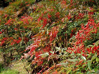 d0048350_19184843.jpg