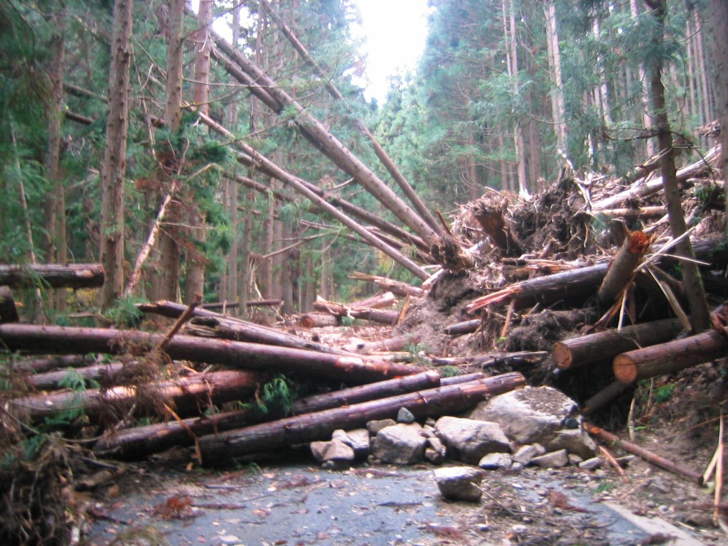 芸北放浪③　色梨林道、名無し伐採林道。_d0000680_0533015.jpg