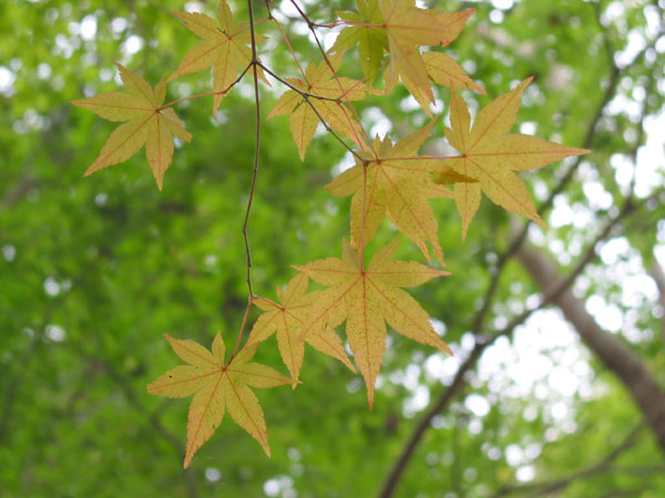 丹沢　駆け足で紅葉撮り_d0027797_815730.jpg