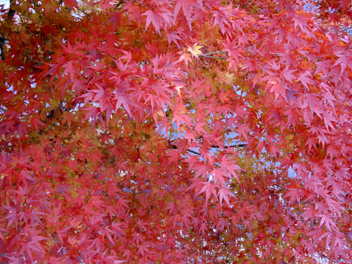 丹沢　駆け足で紅葉撮り_d0027797_8175615.jpg