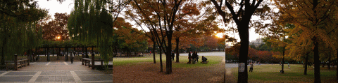 庭園で楽しむ紅葉　－清澄庭園－_d0014408_1401162.gif