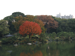 庭園で楽しむ紅葉　－清澄庭園－_d0014408_140195.gif