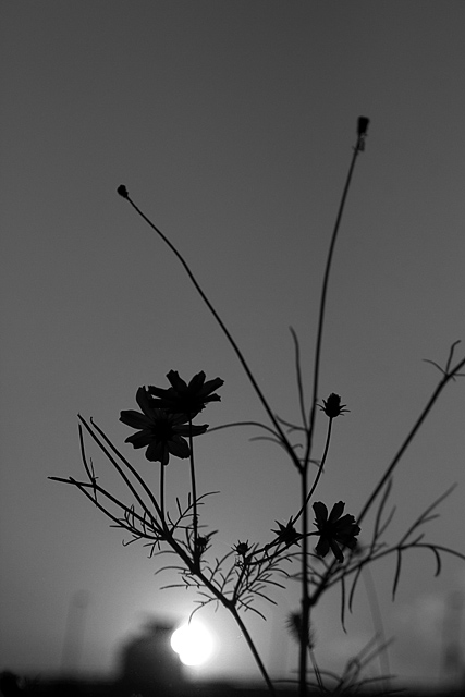 unfortunate reality _e0018318_16544839.jpg