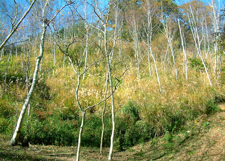 b0016623_06322.jpg
