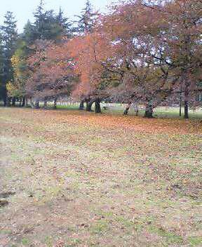 野川公園も紅葉いっぱい_d0000324_16453782.jpg