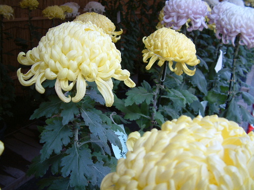 「菊、その他」_a0000029_23392450.jpg