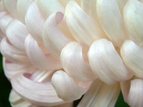「菊、その他」_a0000029_23463988.jpg