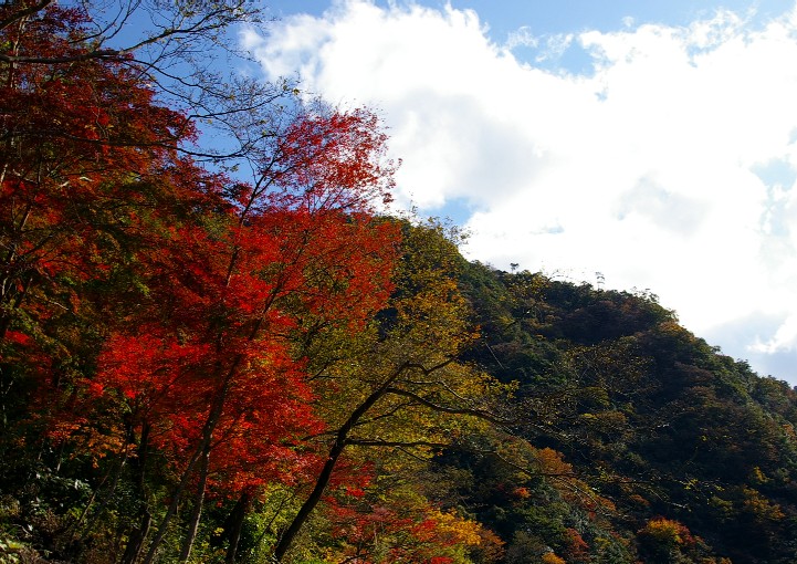 空を見上げて２・紅葉_a0054232_03090.jpg