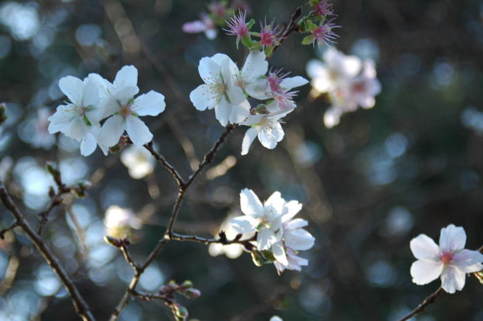 群馬県鬼石町、桜山公園の冬桜を紹介します。_e0095142_22252956.jpg