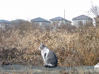 b0059860_155056.jpg