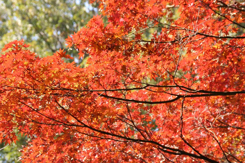 六義園の紅葉_b0041473_944180.jpg