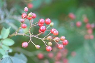 e0024081_16284818.jpg