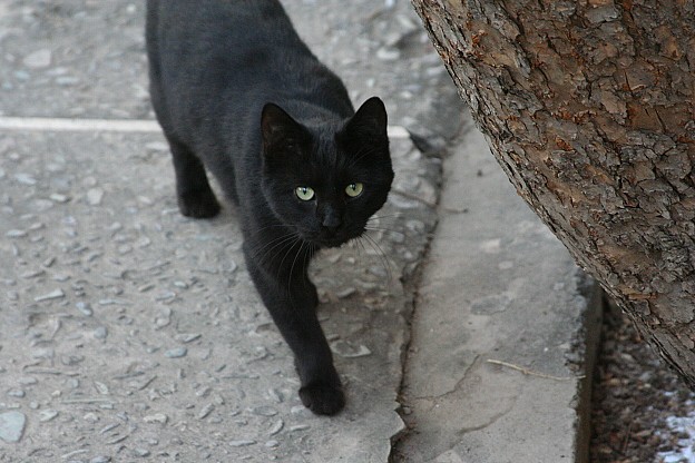 公園にいた黒猫_e0031500_1618683.jpg