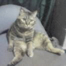 c0005007_337247.gif